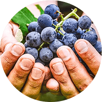 Resveratrol